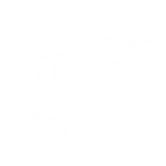 shrimp